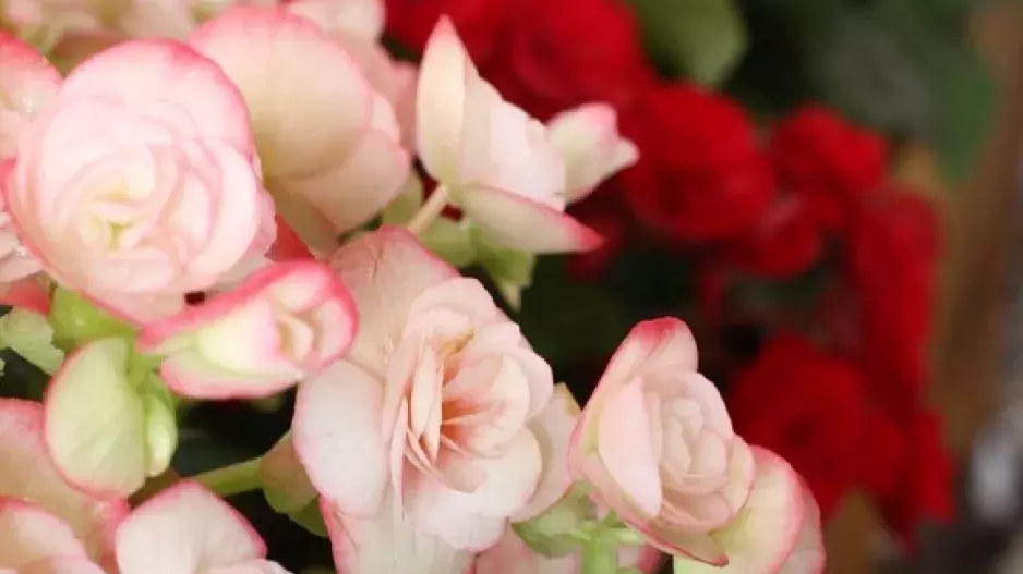 Pro krásné begonie: Probuďte je ze spánku!