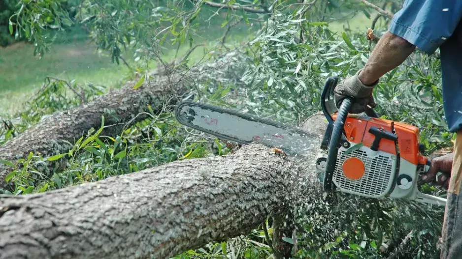 Jak si zajistit bohatou úrodu ovocných stromů? Kvalitní podzimní péčí.