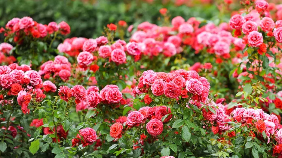 4 triky, jak vypěstovat krásné růže