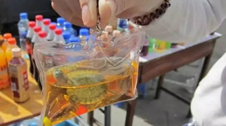 Tento extravagantní trend děsí svět