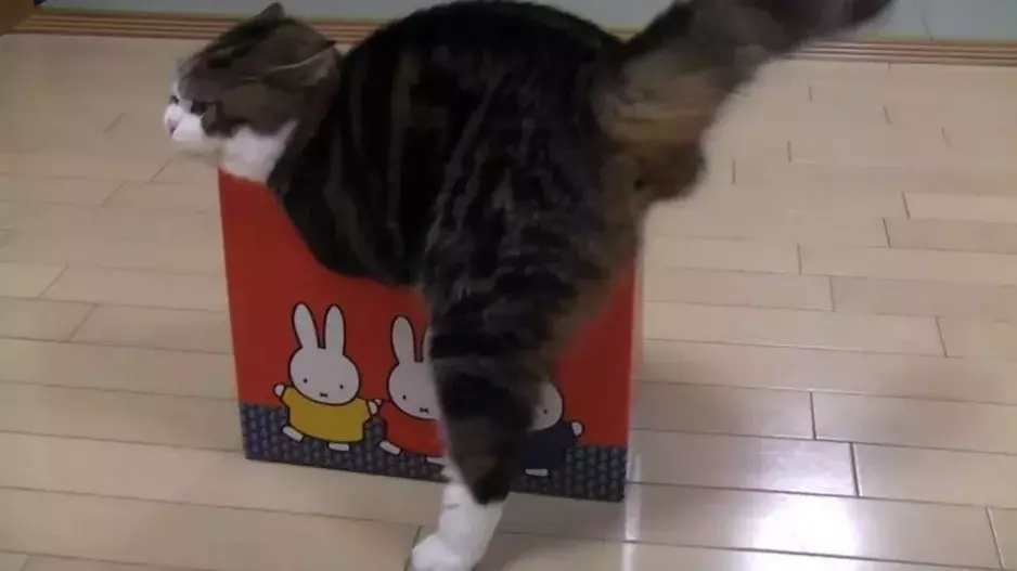 SUPERVTIPNÉ VIDEO koček a psů, kteří vlezou i do té nejmenší krabice