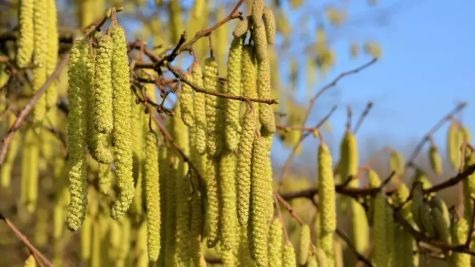 Zase ty alergie... Jak se jich zbavit?