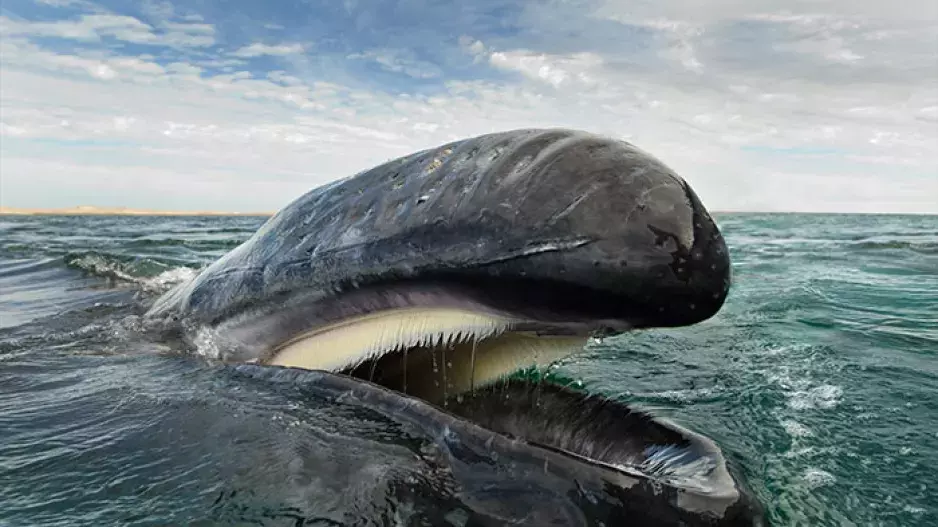 Život velryb v 5 dechberoucích fotografiích