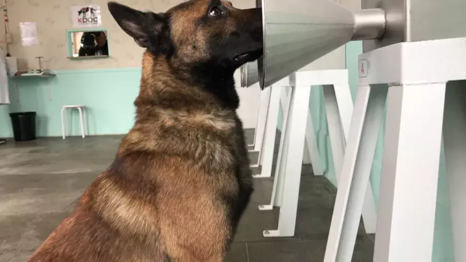 Francouzi vycvičili psy, kteří vyčmuchali pacientky s rakovinou prsu