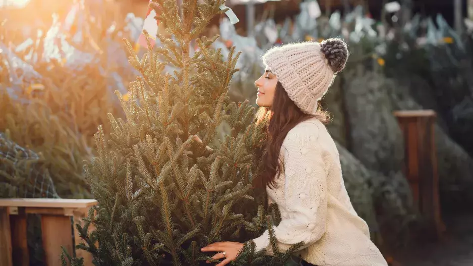 Magické účinky smrku, jedle, borovice: Výběr vánočního stromku odhalí, jakou pomoc ve svém životě potřebujete. 