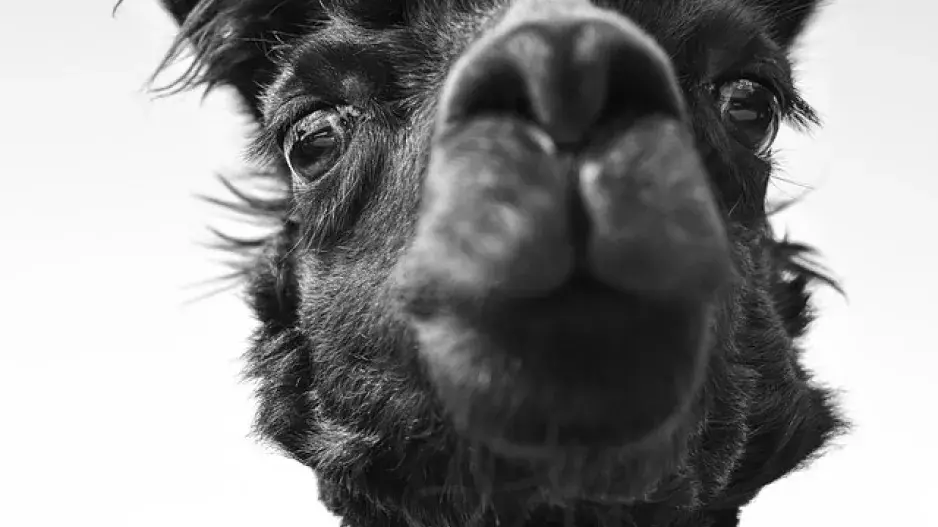 Nejdivnější mazlíčci celebrit: Kdo vyrůstal se lvy a komu běhá na zahradě lama?