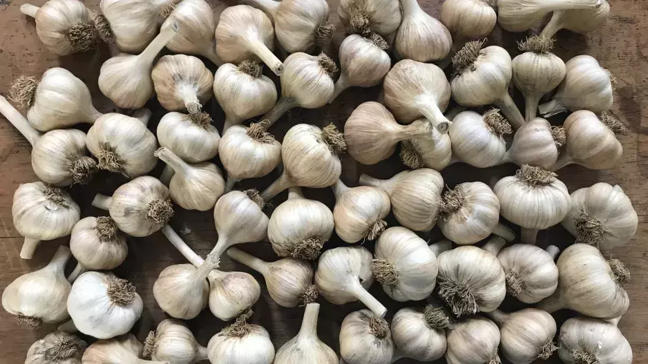 Česnekové triky, které by měl znát každý