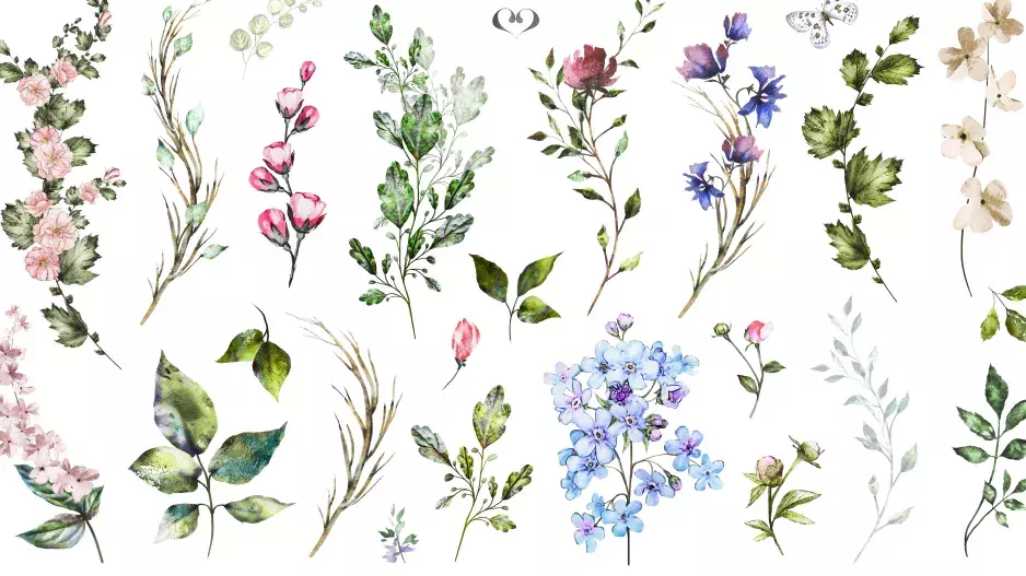 Bylinkový horoskop: Co vás čeká v nejbližší budoucnosti a co o vás vaše bylinka prozradí?