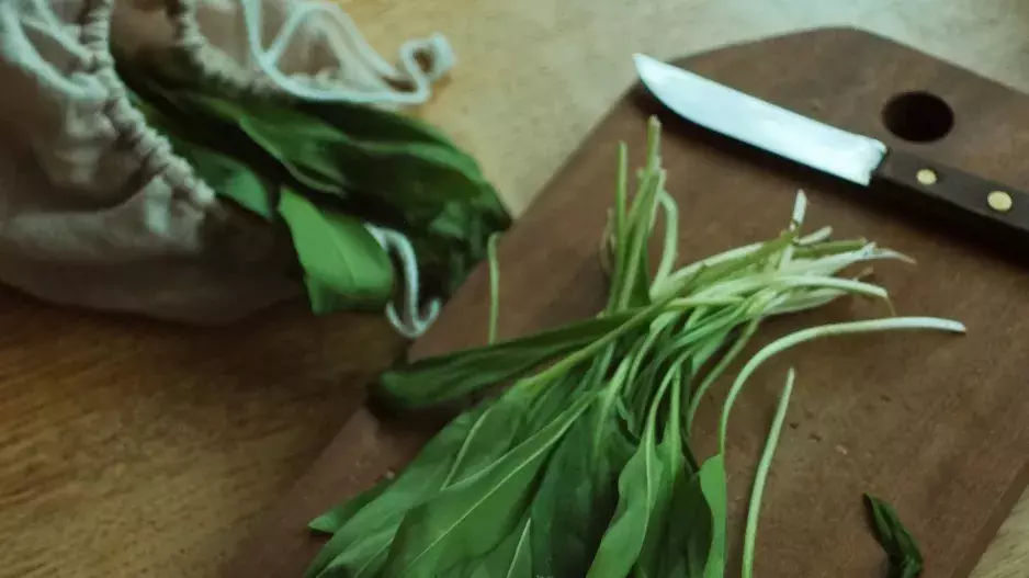 Poznejte medvědí česnek:  V čem je tak vyjímečný? Tipy, které jste možná nevěděli