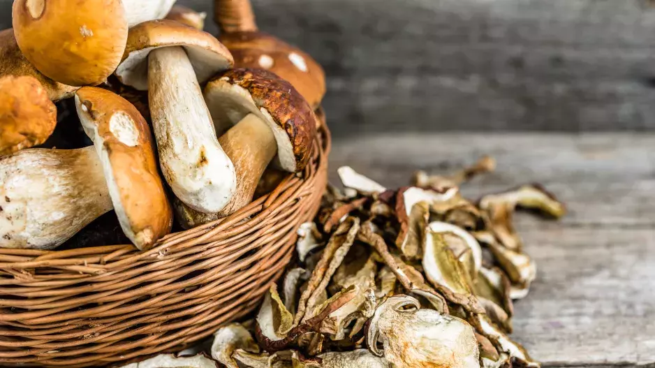 Houbařská sezóna je tu! Pokud chcete úspěšně a bezpečně houbařit, držte se těchto rad!