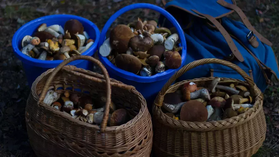 Jak úspěšně houbařit: Tipy, které vám pomohou naplnit košík k prasknutí, že nebudete vědět, co s nimi!