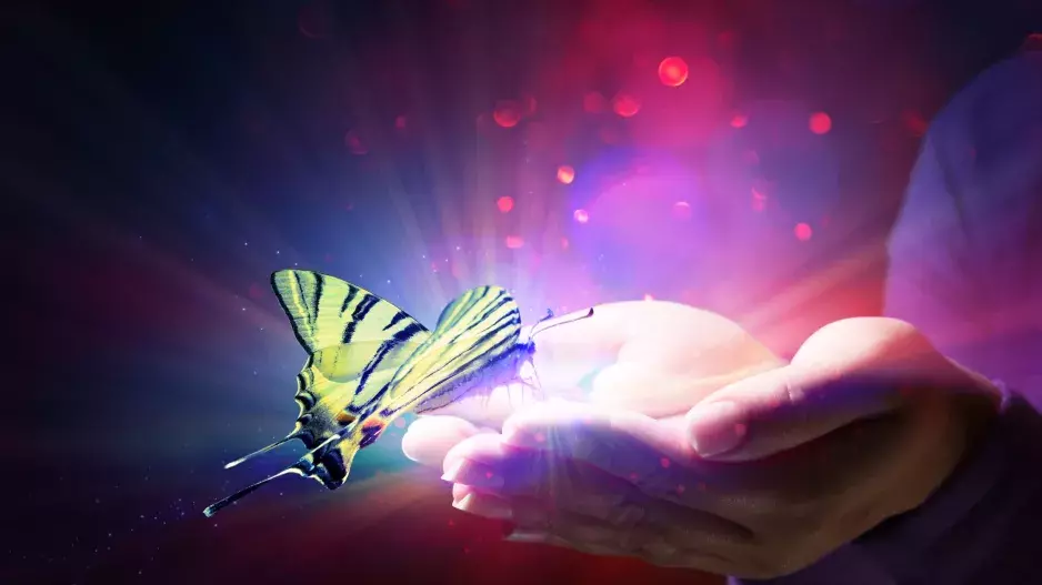 Zábavný test: Vyberte si jednoho z šesti motýlků a zjistěte, zda jste citlivý, dravý nebo moudrý člověk