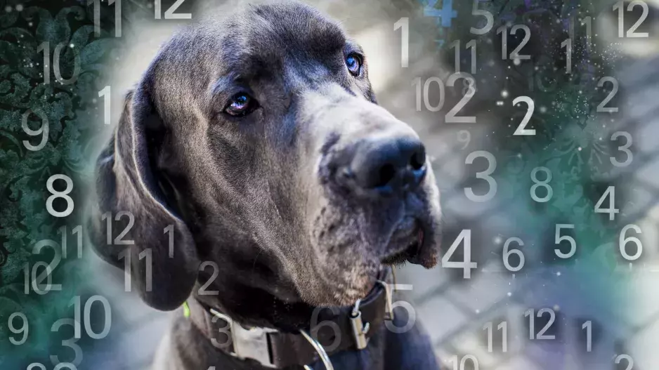 Numerologie psů a koček: Jak ovlivňuje osudové číslo život vašeho zvířecího miláčka? Ukáže i jakou roli máte v jeho životě hrát