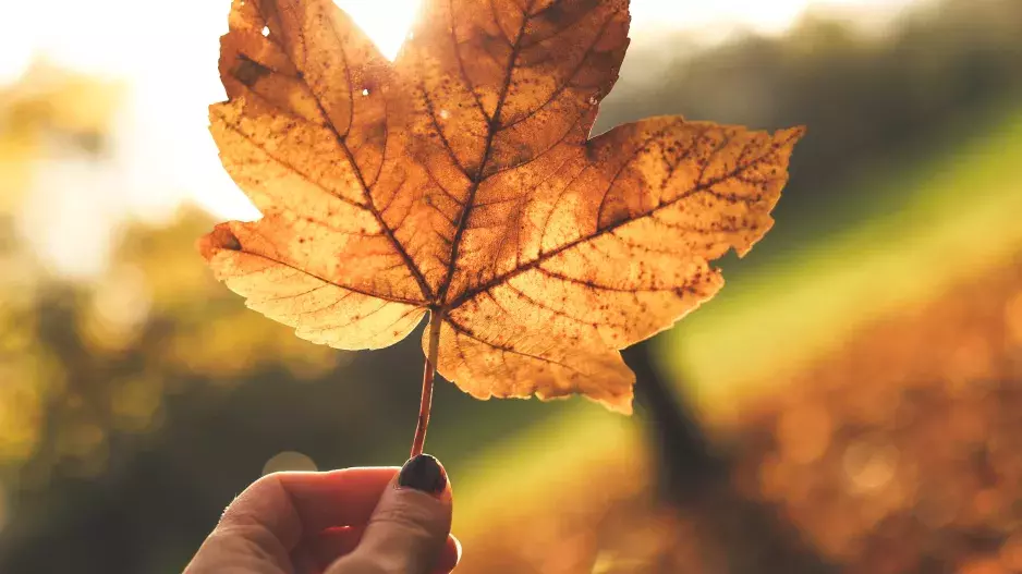 Podzimní úklid na zahradě aneb na co nezapomenout a správně zazimovat zahradu