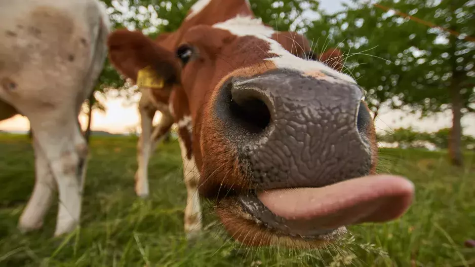 Zlepšete si pondělí. Rozkošná videa zvířat vás pobaví i dojmou