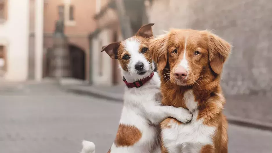 Máte psího miláčka, se kterým jste si podobní? Pak máte důvod vyhrát v naší soutěži!