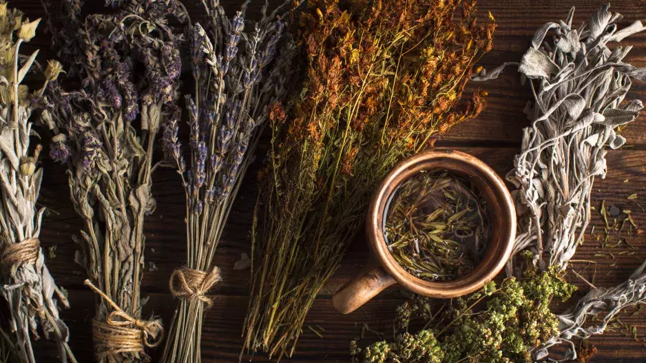 Alchymistka Alice Cross: Radí, jak využít sílu rostlin. Medvědí česnek se hodí pro očistu těla, pampeliška si poradí se zlozvyky