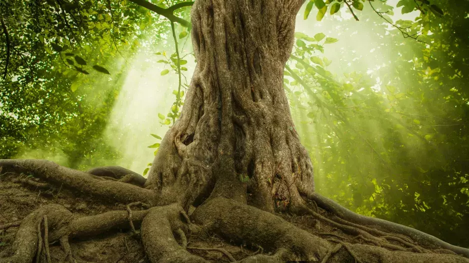 Poznejte léčbu pomocí energie ze stromů: Jilm vám pomůže zklidnit mysl, borovice zase posiluje nervový systém a pomáhá k dlouhověkosti