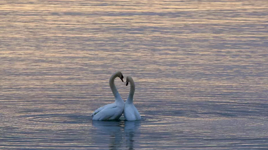 Horoskop: Býky čeká v posledním dubnovém týdnu příval všeho, na co si jen vzpomenou