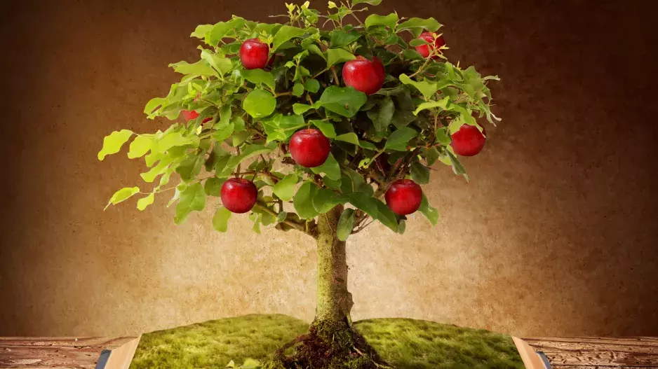 Kvíz: Pečlivě si vyberte jedno jablko. Volba určí, zda se vám splní vaše přání!
