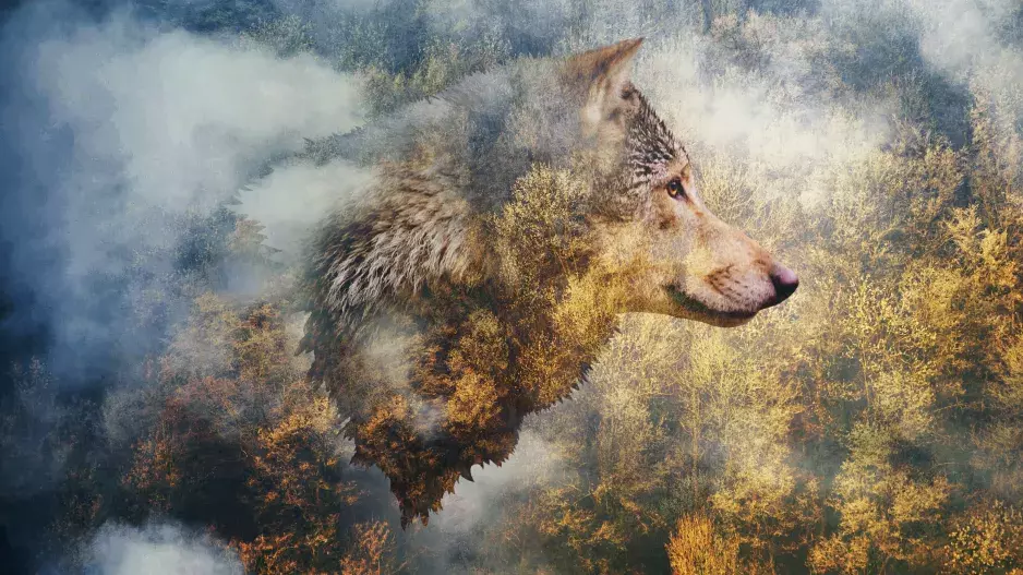 Keltský horoskop: Zjistěte, zda máte přednosti nebojácného Vlka, mazané Lišky nebo jiného zvířete