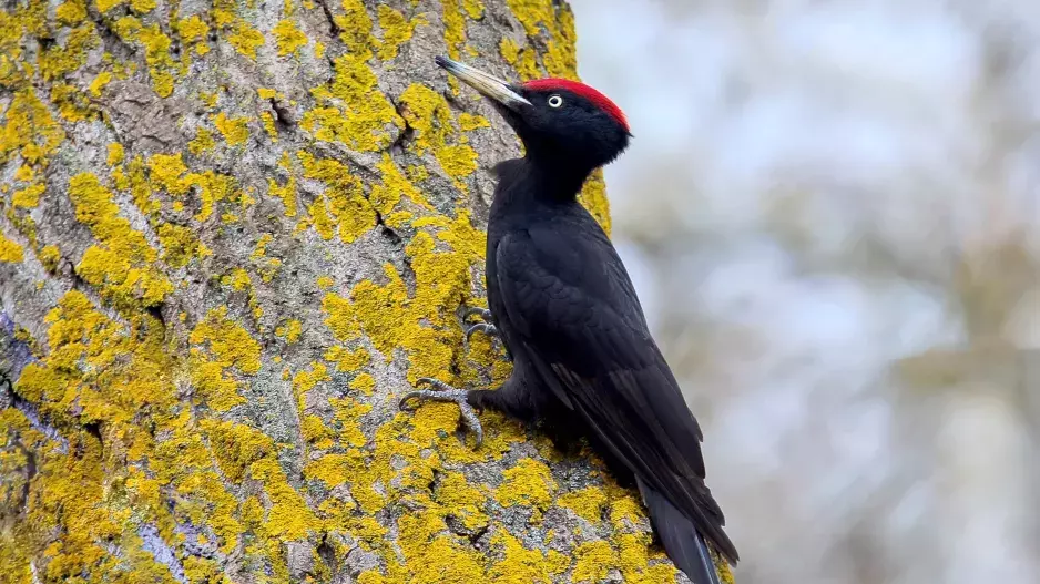 KVÍZ: Zvládli byste učivo základní školy? Osvěžte si znalosti z přírodopisu a poznejte české ptáky