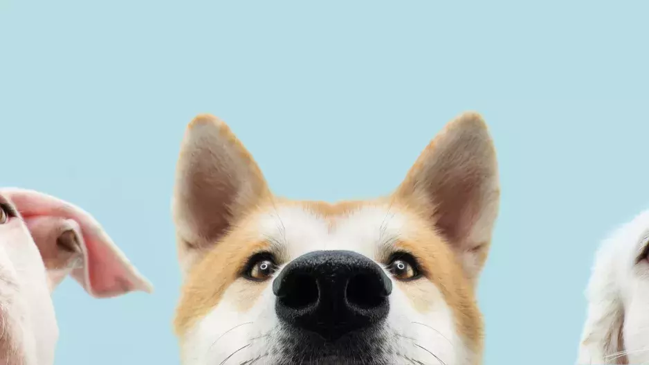 6 nejinteligentnějších psích plemen: Najdete mezi nimi to vaše?