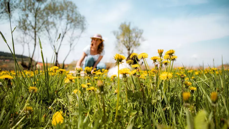 Naše babičky používaly pampelišky pro zmírnění bolesti svalů a kloubů. Tyto domácí léky jsou zázrak