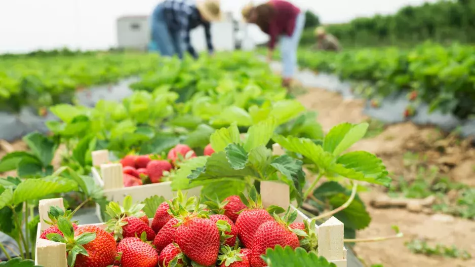 Kam na samosběr jahod: Objevte s námi nejlepší farmy, kde si nasbíráte jahody za pár korun