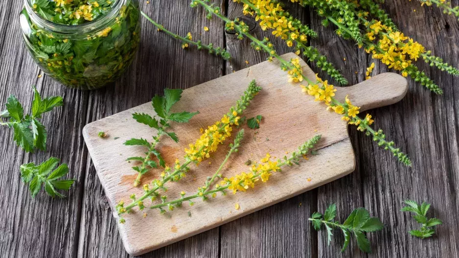 Skvělý přírodní lék na zažívání a proti zánětům v těle teď roste všude. Už jste si natrhali řepík lékařský?