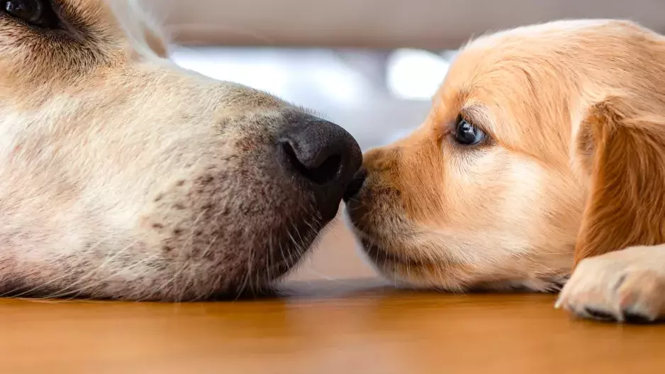 Kvíz: Poznáte nejoblíbenější plemena psů pouze podle fotky? Každý milovník psů získá plný počet bodů