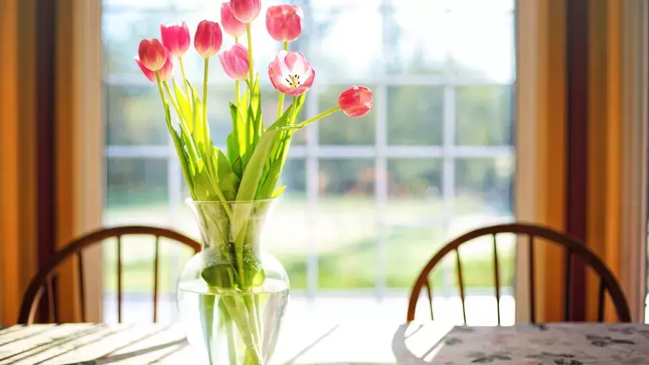 Chcete, aby vás tulipány ve váze těšily co nejdéle? Tento jednoduchý trik je udrží svěží a krásné i několik týdnů