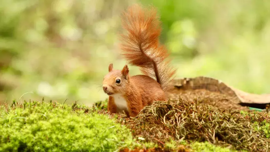 Kvíz: Zjistěte, jak dobře znáte zvířata našich lesů. Učili jste se o nich na základní škole