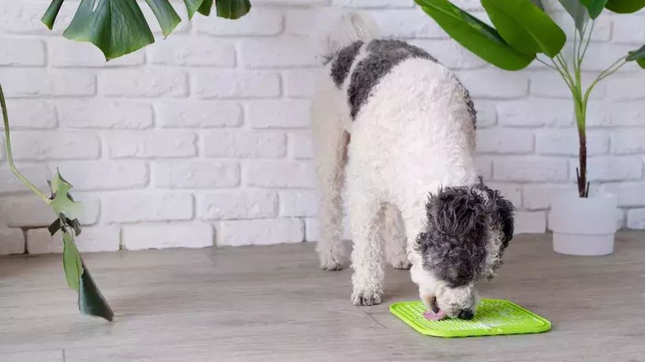 Jak zabavit psa: Lízací podložky jako pomocník při péči i tréninku