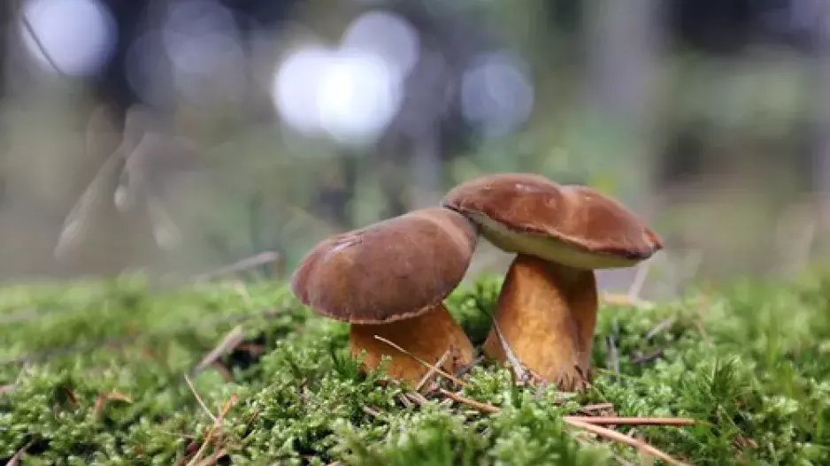 Kvíz: Vyznáte se v houbách? Právě teď rostou, je však třeba vědět, které sbírat