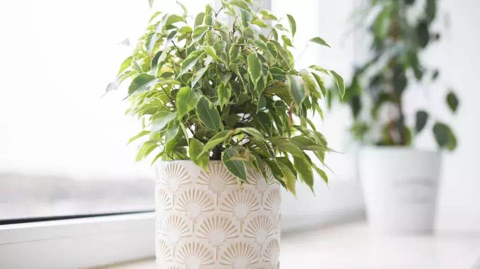 Kvíz: Jak dobře znáte pokojové rostliny? Zkuste oblíbené pokojovky poznat jen podle fotky