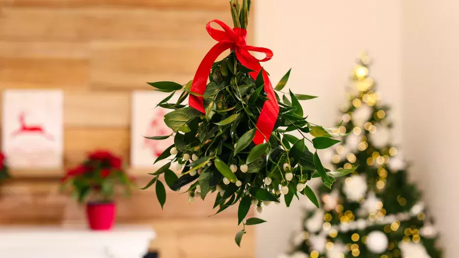 Jmelí žije 300 i 400 let a je to léčivka. Nás ale zajímá jeho symbolika: Co přináší magická rostlina do našich domovů podle astrologie