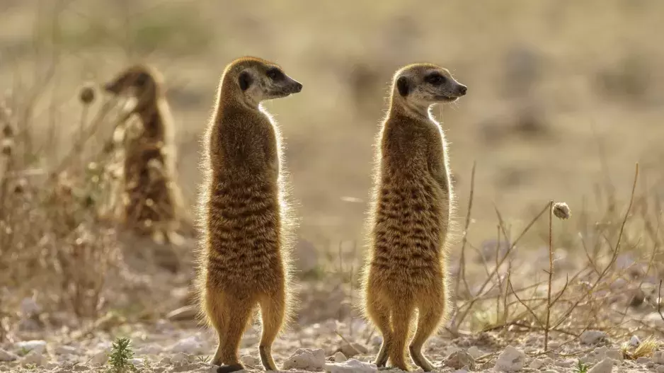 Kvíz: Co všechno víte o zvířatech? Vyzkoušejte si, jak obstojíte v 17 otázkách v tipovacím kvízu z říše zvířat