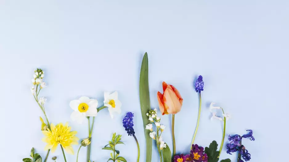 Kvíz: Poslové jara, čiřikání, chráněné rostliny i jarovizace. Co víte o jarní přírodě v Česku?