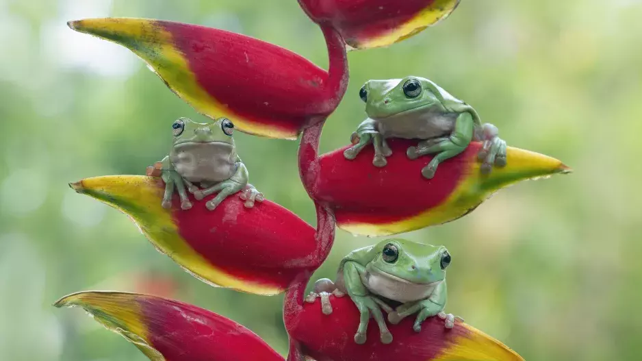 Kvíz: Tipovací přírodopisný kvíz prověří vaše znalosti o zvířatech, rostlinách i planetě. Zkuste si 17 otázek bez chyby