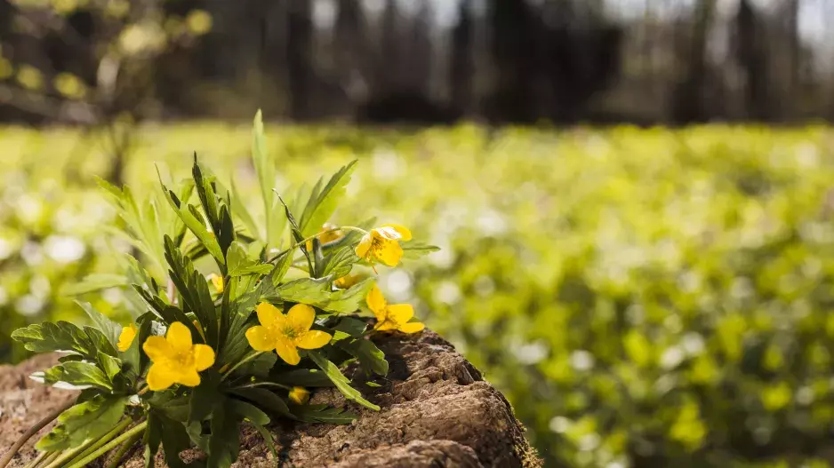 Kvíz: Jaro je za dveřmi a s ním i jarní zvyky a obyčeje. Jak dobře znáte české jarní tradice?