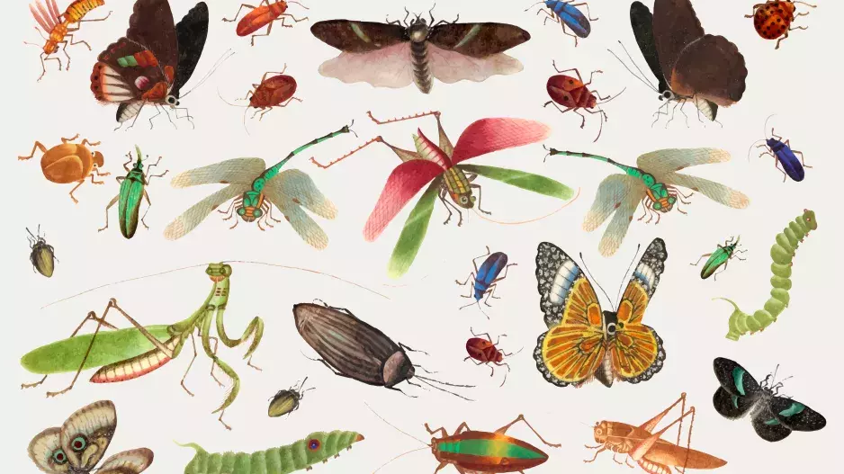 Kvíz: Jak byste obstáli v otázkách přírodopisu 6. třídy? Jen vzorný žák základní školy zvládne plný počet bodů