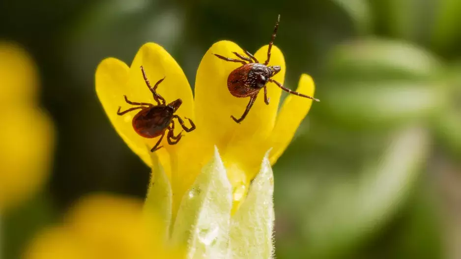 Pozor na klíšťata: Klíště nemažte ani nevytahujte násilím, lékárnice radí, jak předejít infekci