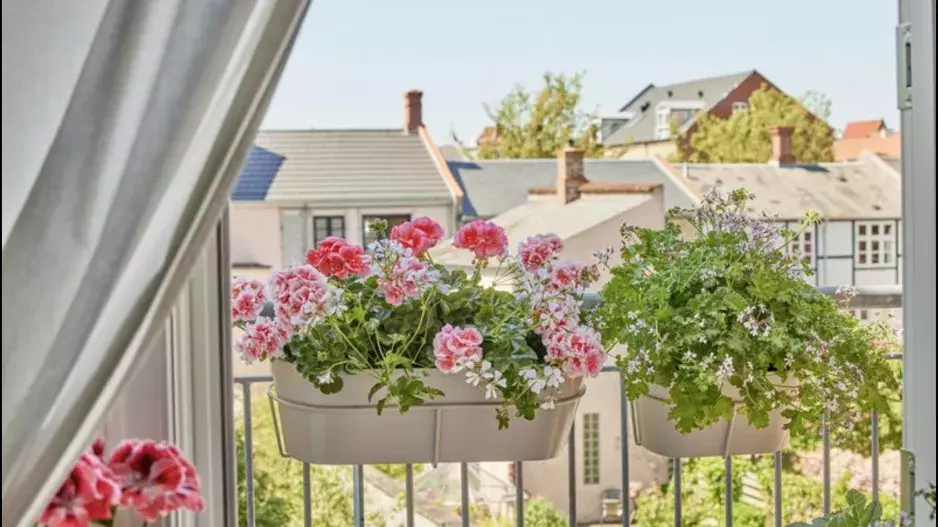 Jak pečovat o muškáty, aby bohatě kvetly až do podzimu: Nepřehánějte to se zálivkou a dohlédněte i na dostatek živin