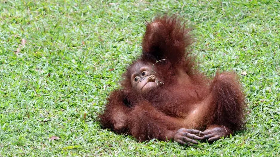 Kvíz: Co všechno víte o zvířatech z českých ZOO? Něco zjistíte z fotek, na něco potřebujete znalosti. Kam zařadit slonici Shanti a jak se jmenuje gorilátko?