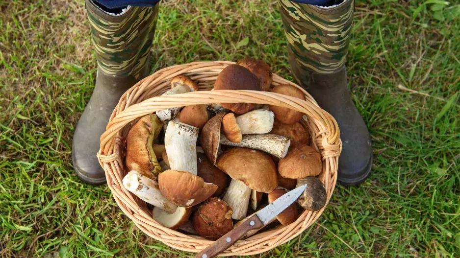 Beskydy: houbařský ráj, kam stojí za to vyrazit 