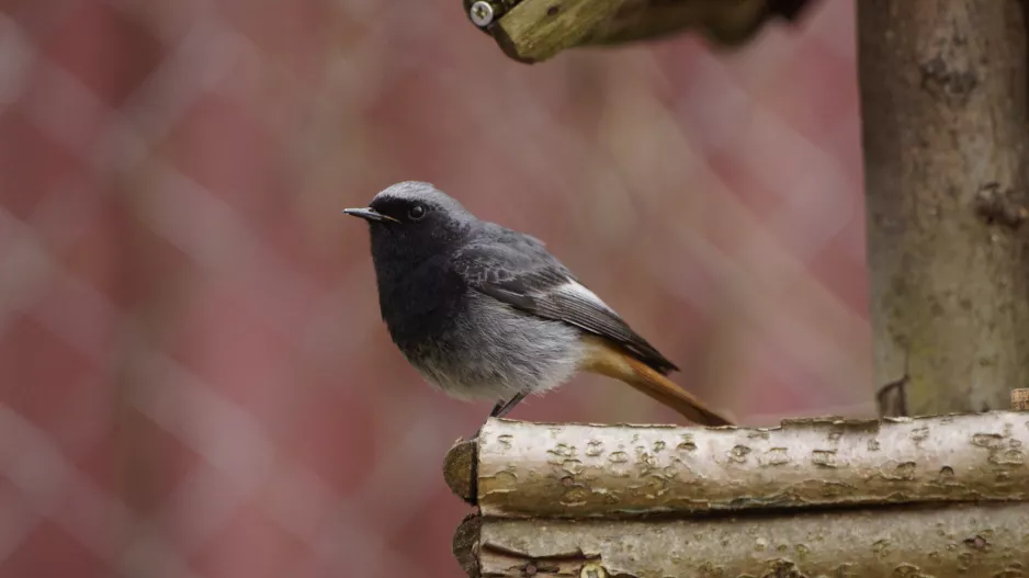 Kvíz z ptačí říše: Zjistěte, jaké opeřence nejčastěji potkáváte u krmítka