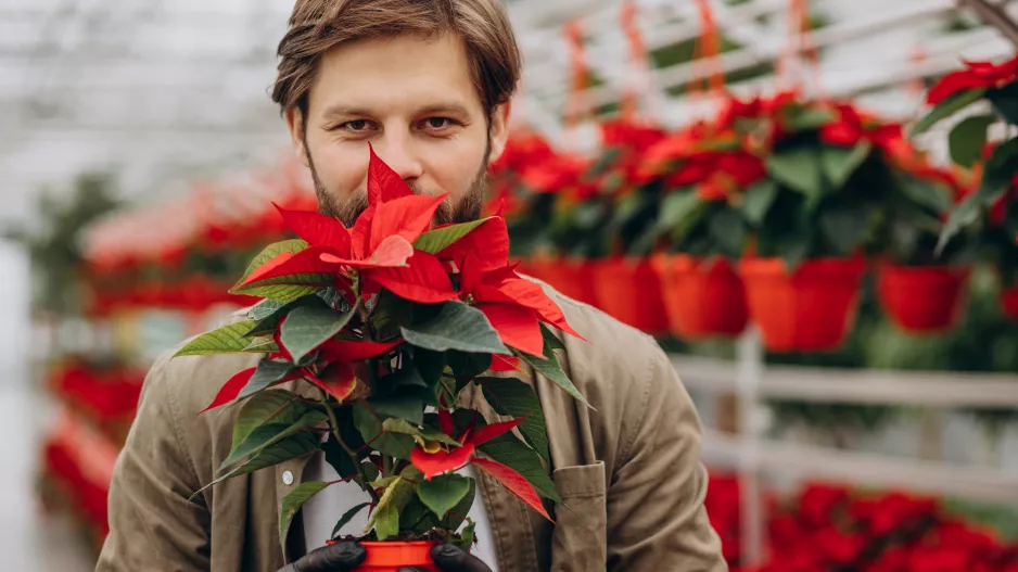 Kvíz: Symboly Vánoc. Tušíte, proč se líbáme pod jmelím a odkud se k nám dostala vánoční hvězda?