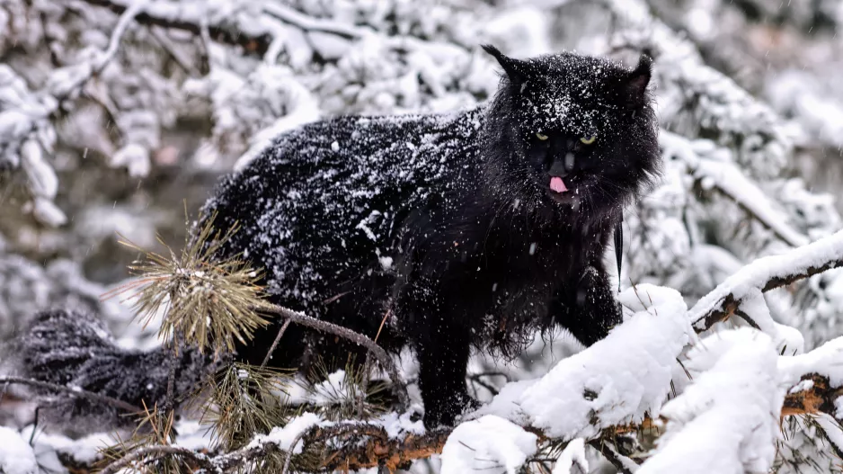Kvíz: Zimní extrémy: Víte, kde byla naměřena nejnižší teplota v historii, a kde ta nejvyšší?