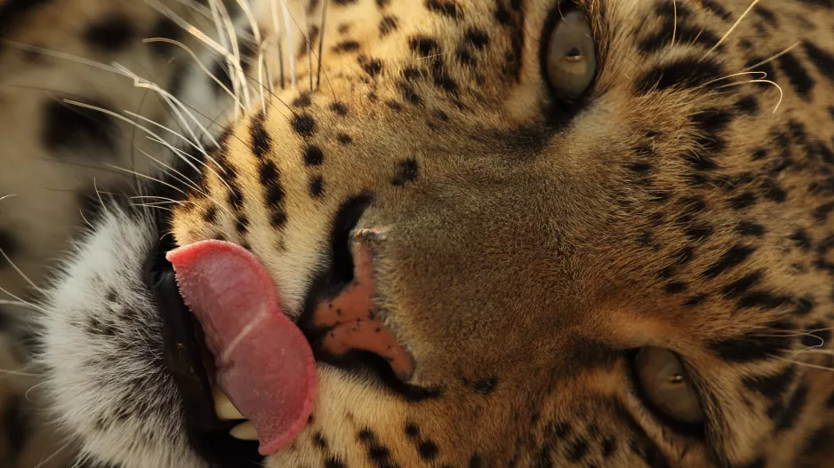 Tipovací kvíz v 17 otázkách prověří vaše znalosti o zvířatech, rostlinách i planetě